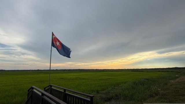 sawah di johor