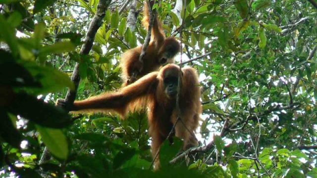 orang-utan-tahura-trumon-arsip-foto